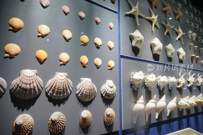 各种各样的贝壳、海胆、海星、海螺标本