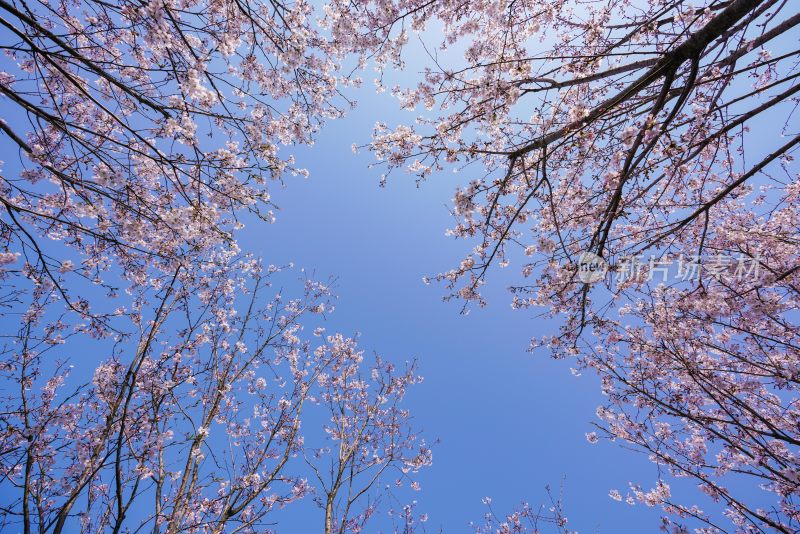 春日樱花季