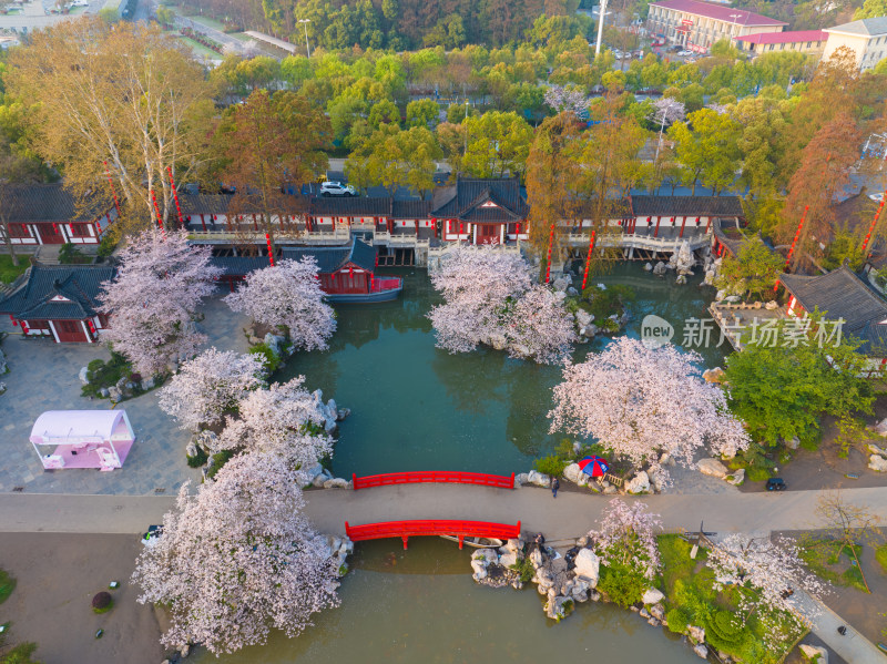 武汉东湖磨山樱花园樱花盛开