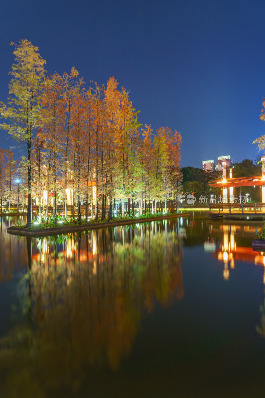 佛山千灯湖公园落羽杉红叶与城市湖泊夜景