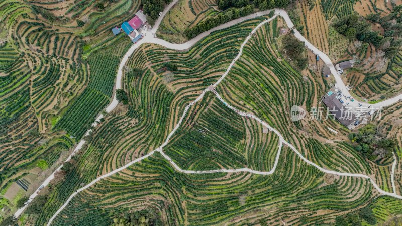 重庆酉阳：宜居贡茶采摘忙