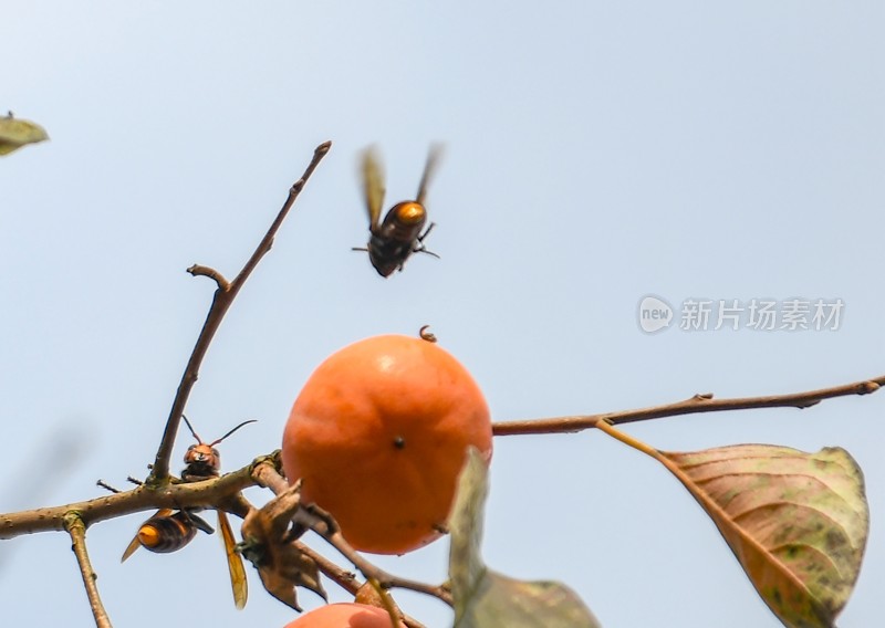 重庆酉阳：大龙村的灯笼红了