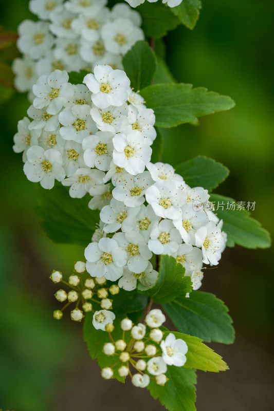 春天的绣线菊小白花特写