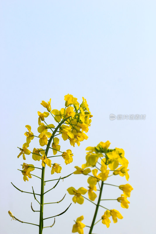 油菜花盛开