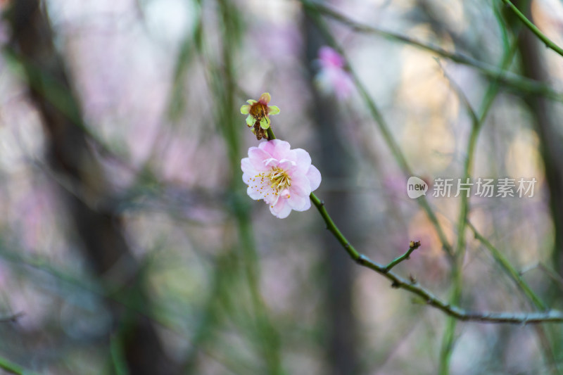 春天梅花开