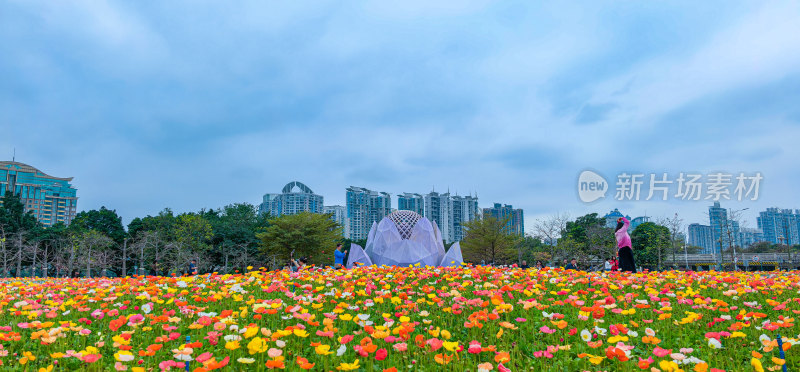 广州市宏城公园盛开的虞美人花