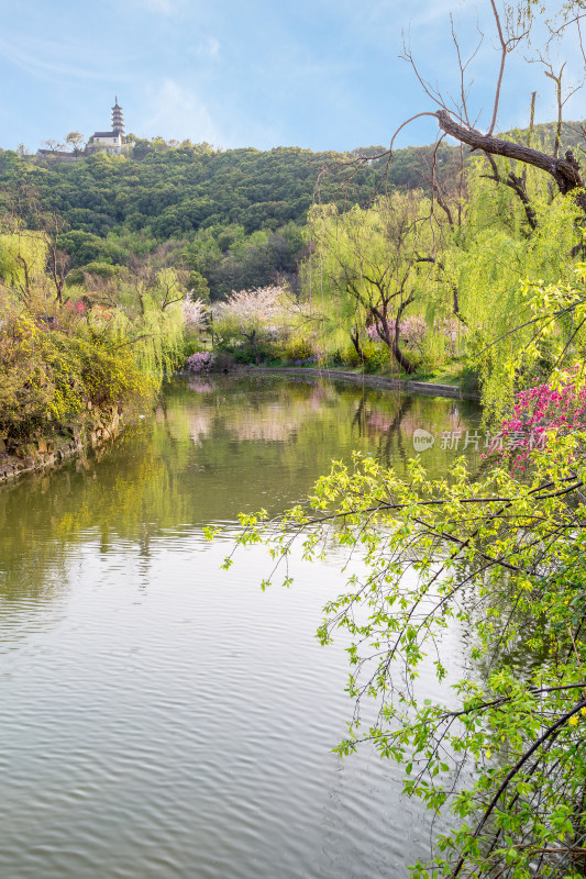 春天苏州上方山公园百花节 百花盛开美景