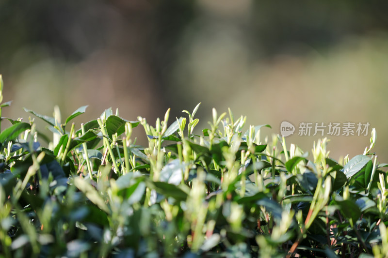 浙江杭州西湖龙井第一批长出的春茶嫩芽