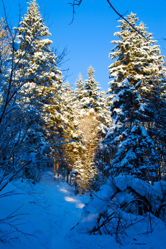 黑龙江 双峰林场 雪乡