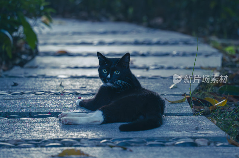 奶油小猫