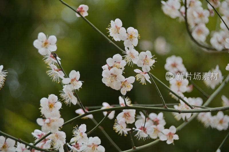 枝头盛开的白色梅花特写