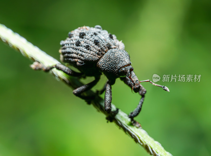 微距下的黑色象鼻虫