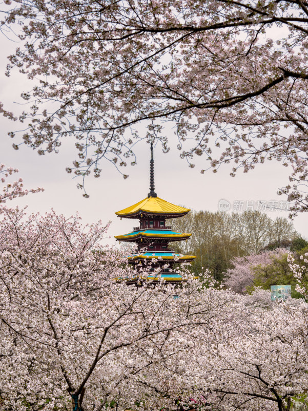 武汉东湖樱花园五重塔景色特写