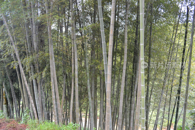 郁郁葱葱的竹林风景