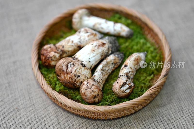 甘孜州野生松茸