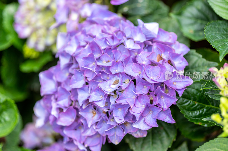 绣球花、花朵