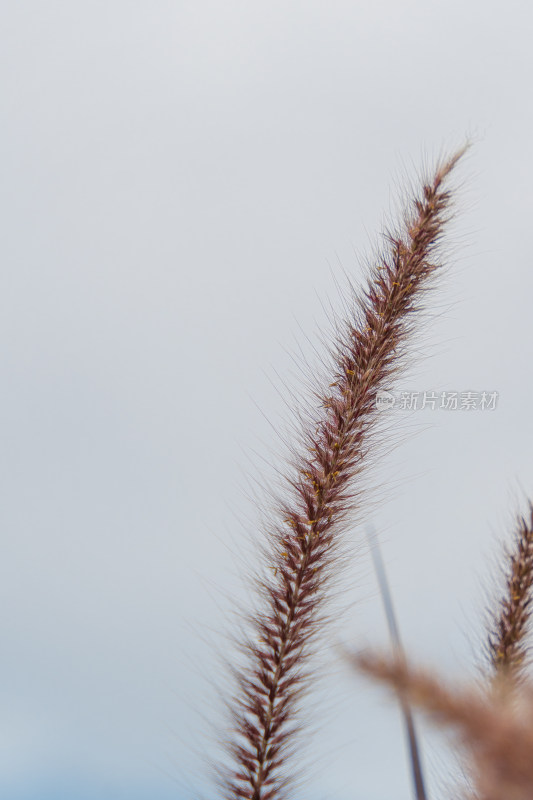 草地生长的狼尾草