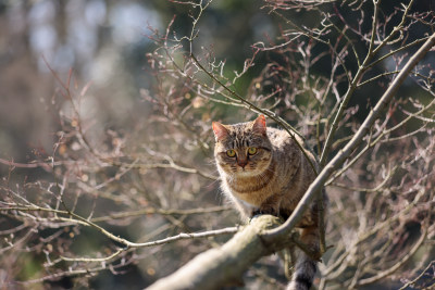 杭州西湖花港观鱼的流浪猫狸花猫