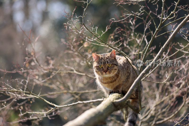 杭州西湖花港观鱼的流浪猫狸花猫