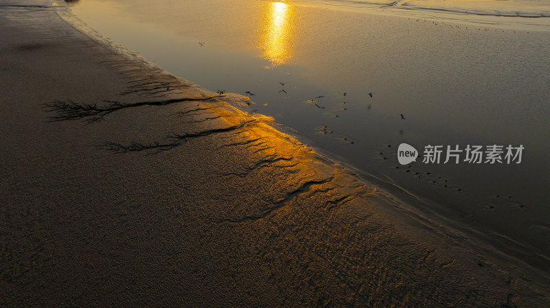 杭州钱塘江滩涂湿地夕阳大地之树