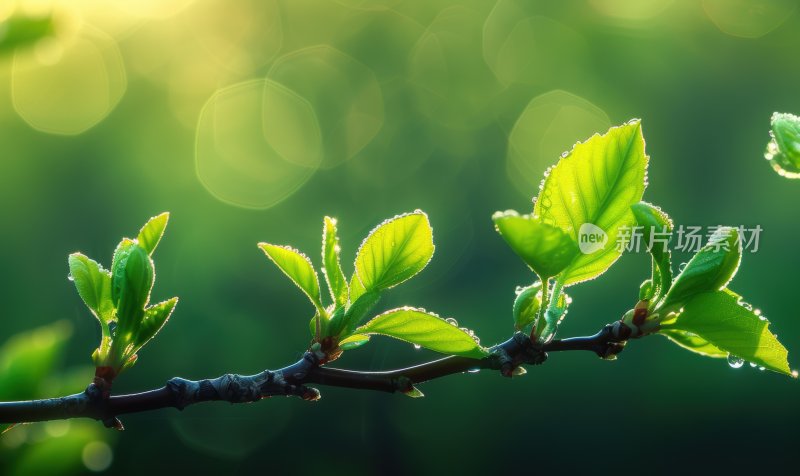 阳光植物发芽逆光树叶嫩芽自然背景