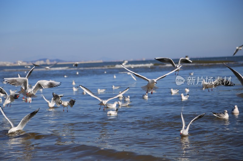 海面飞翔与栖息的海鸥