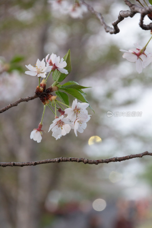 杭州钱塘江樱花大道花朵娇艳