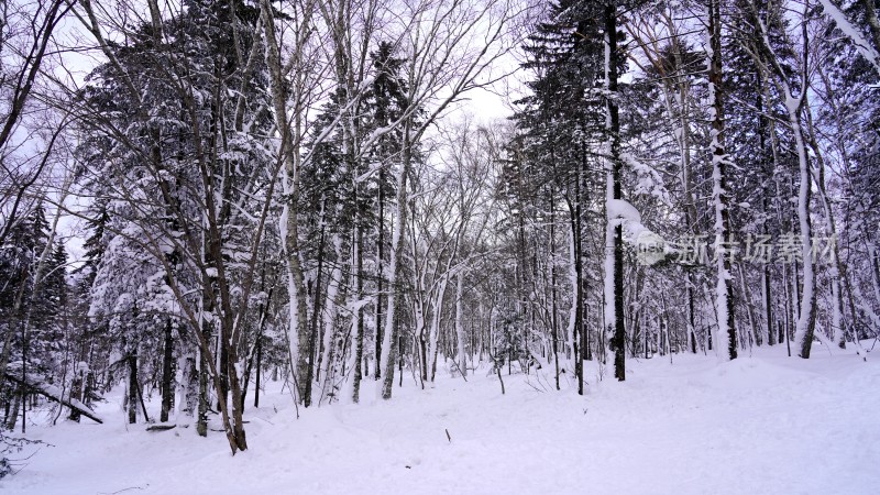 林海雪原