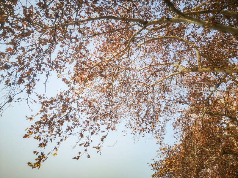 秋天杉树植物摄影图