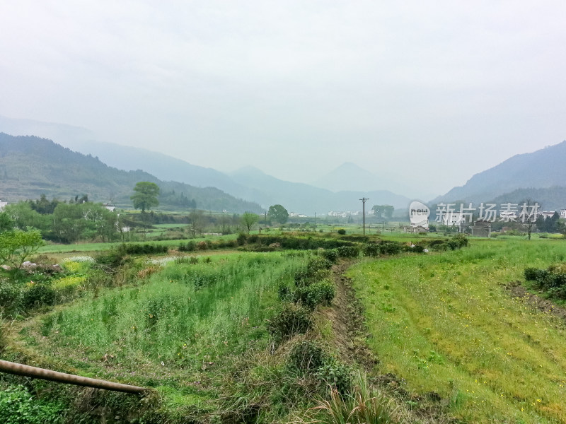 婺源梯田油菜花