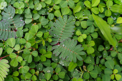 雨后的含羞草