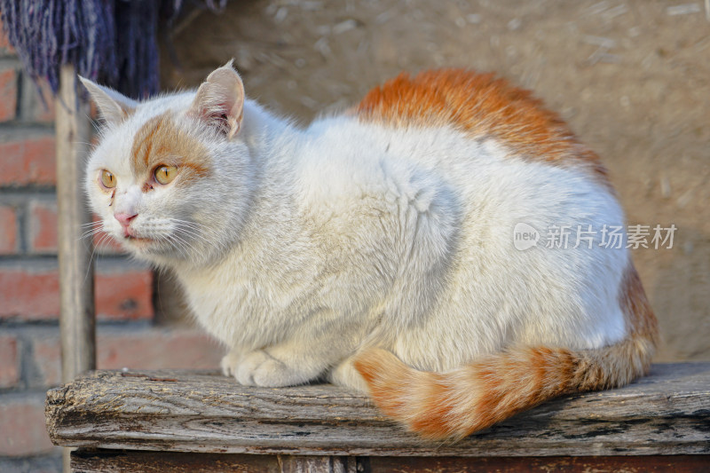 在木椅上休息的猫