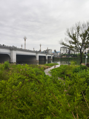 绿植旁有桥的城市自然景观