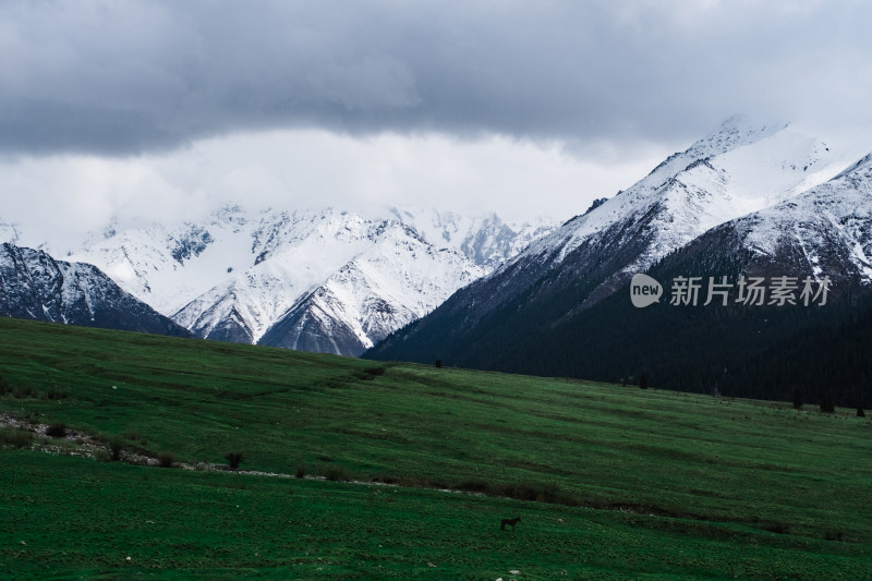 新疆夏塔雪山草原绝美震撼风光