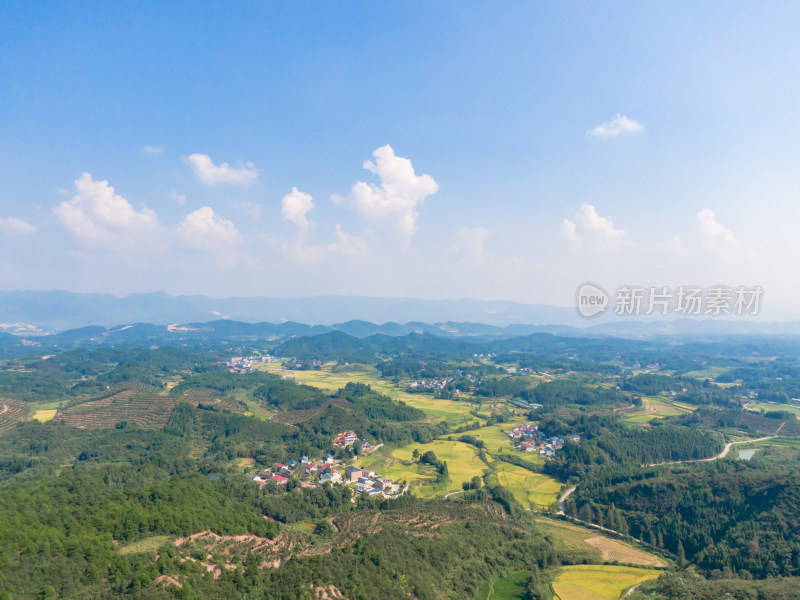 丘陵地貌金黄稻田农业种植航拍摄影图