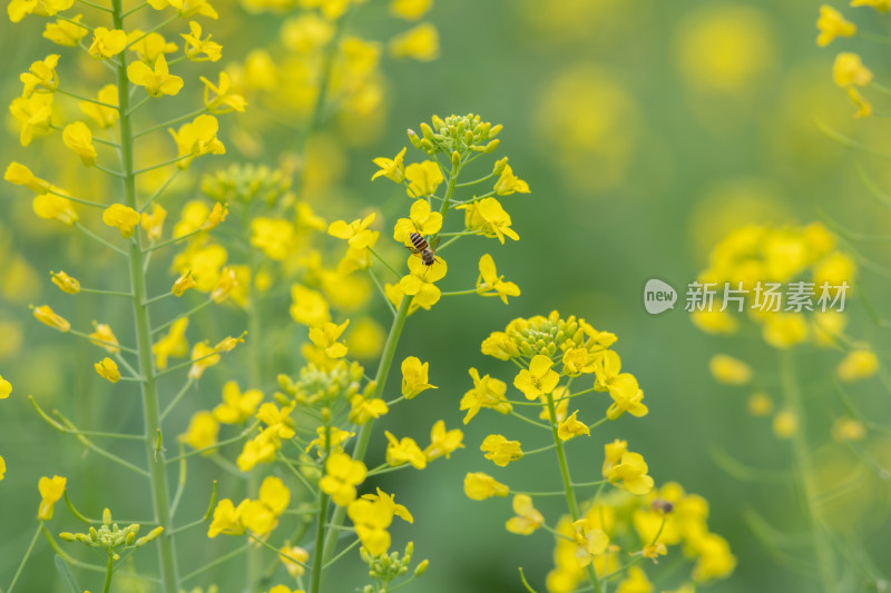 春天油菜花盛开