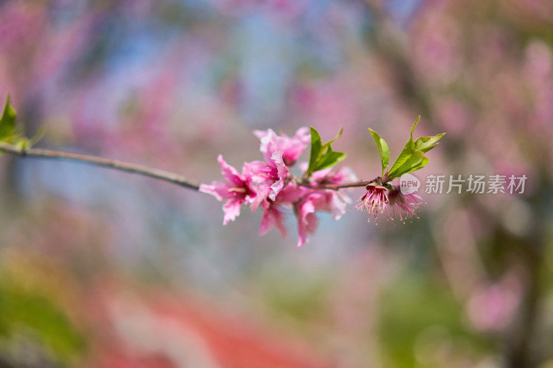 春天的桃花