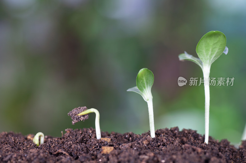 土壤里嫩芽破土而出的三个过程