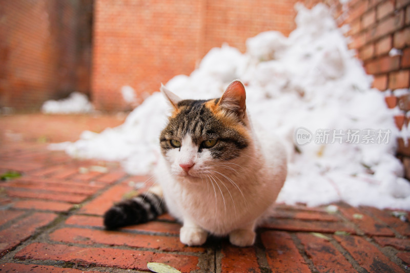 户外猫冬季雪堆地面墙角