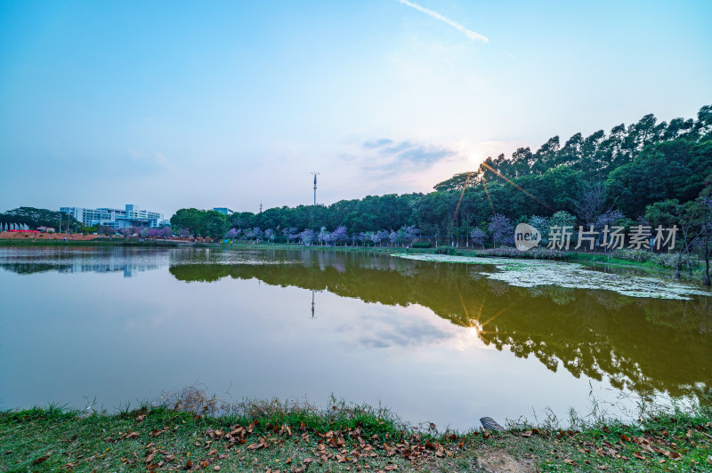 广州番禺大学城中心湖绿色草地树林湖景风光