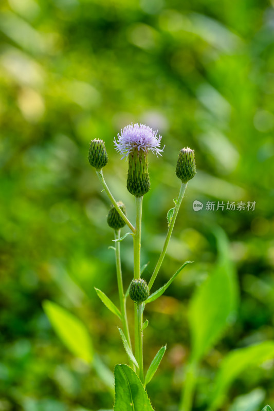 春天野外的小蓟草开花