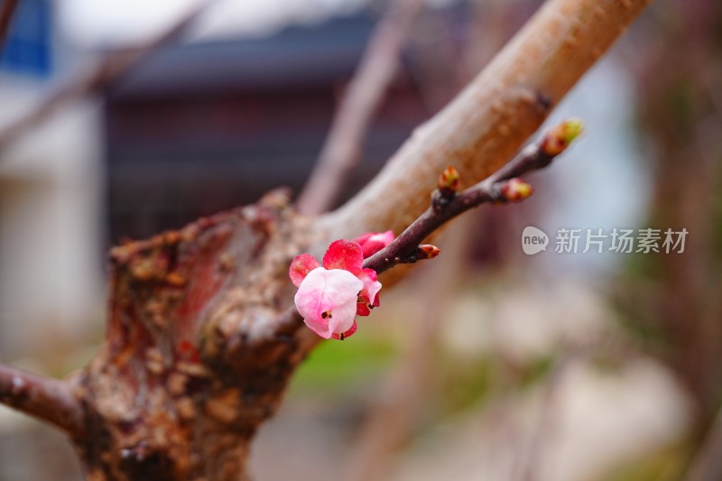 梅花花苞未盛开的梅花特写背景