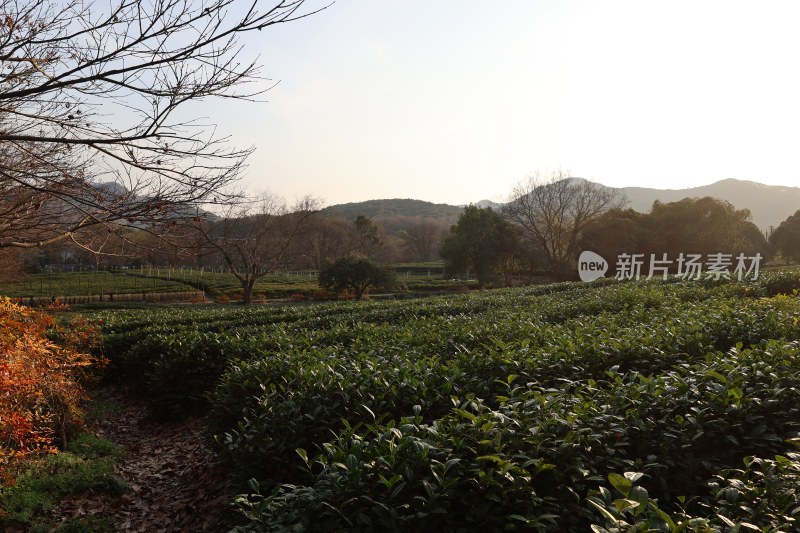 茶园自然风光全景