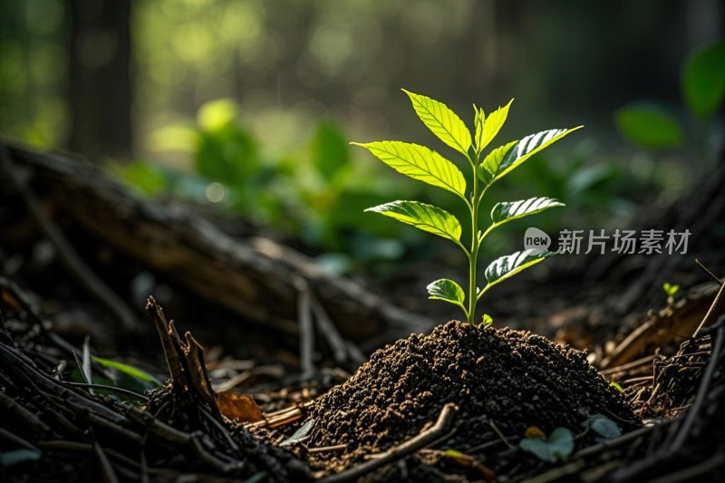 森林中破土而出的嫩绿幼苗