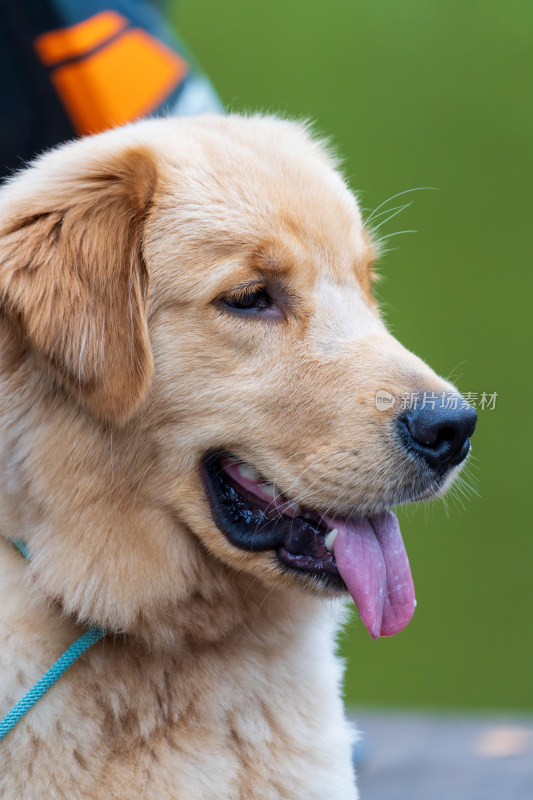 户外吐舌金毛犬可爱特写