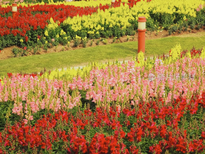 佛山市千灯湖公园金鱼草花海