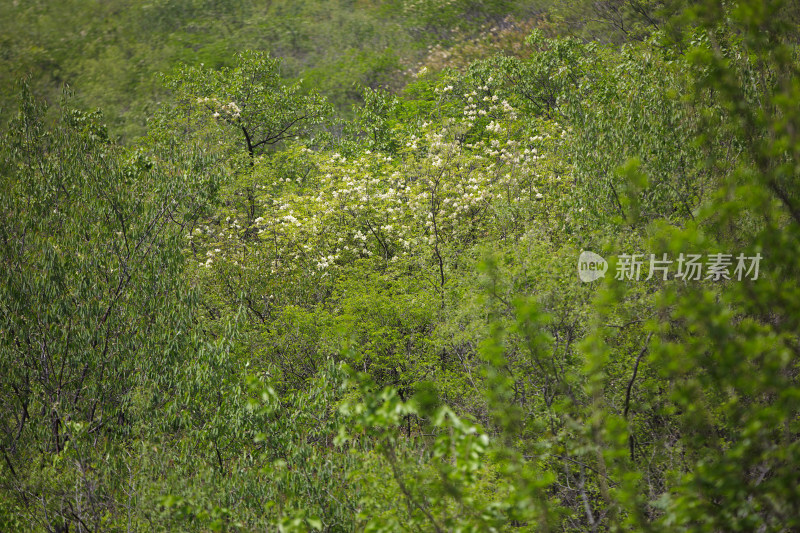 夏初山里茂密的植物生长