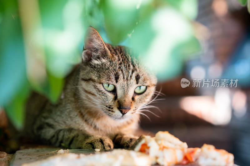 准备吃东西的猫