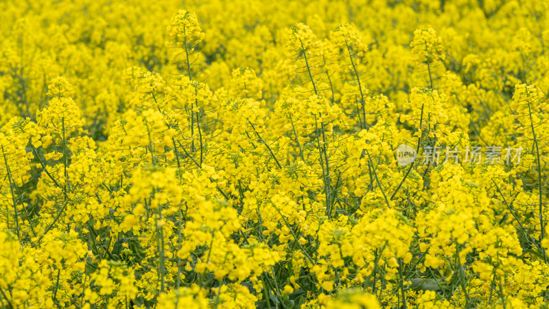 湖北武汉蔡甸区消泗油菜花特写