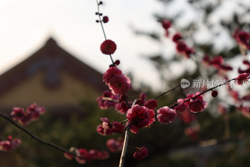 红梅盛开的枝头特写